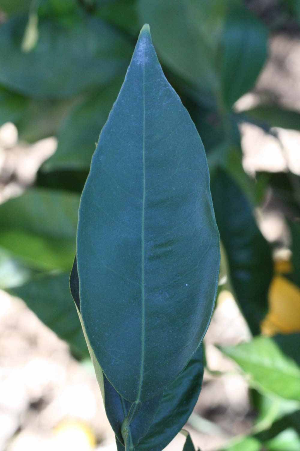              Unifoliolate leaf (Riverside, CA)       
